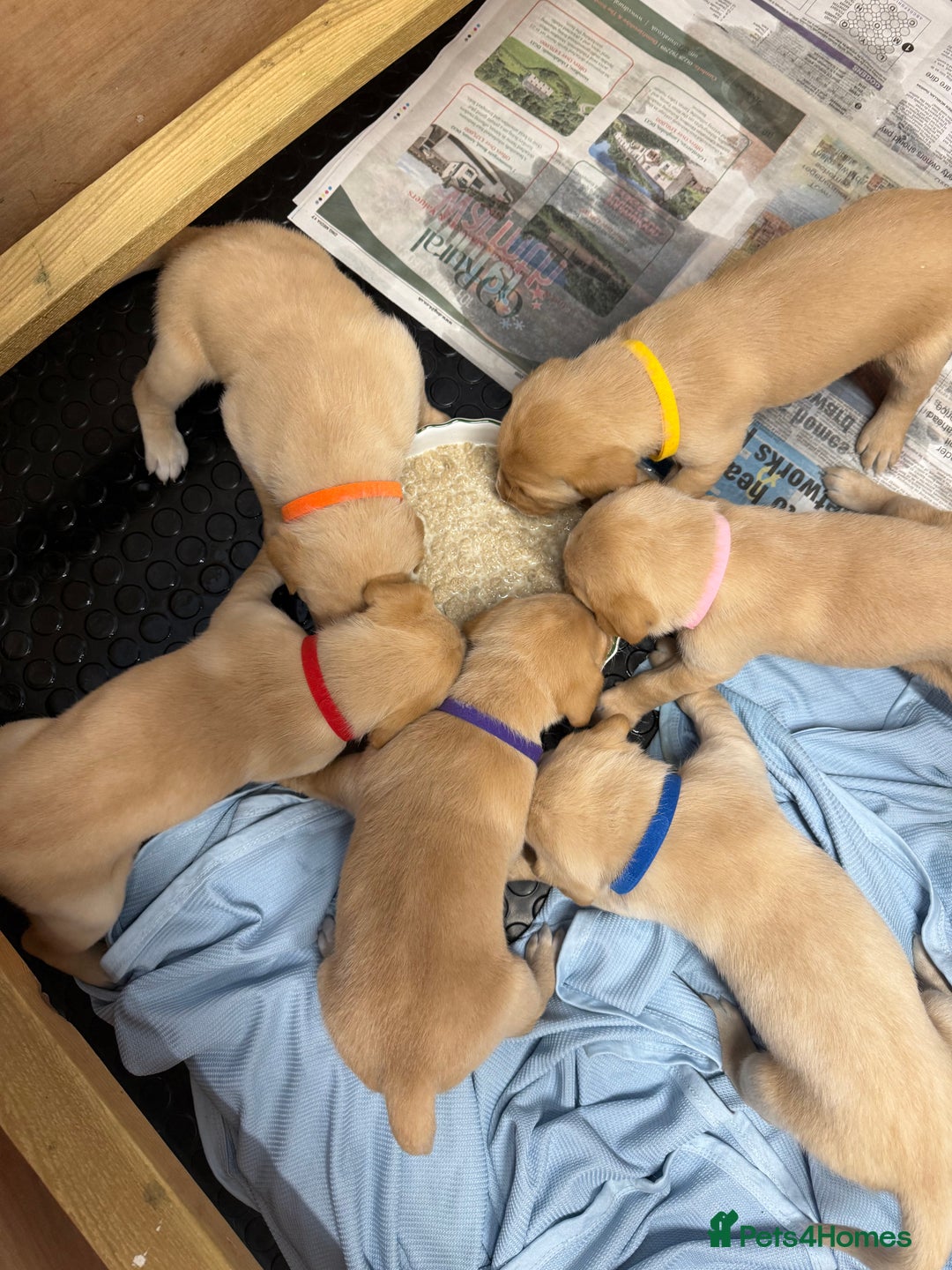 Labrador Retriever dogs for sale: KC registered lab pups - Image 2