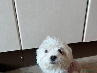 Maltese dogs Bichon mini toy Maltese - Advert 1