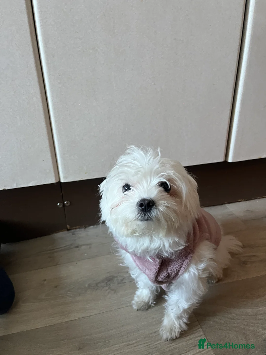 Maltese dogs for sale: Bichon mini toy Maltese  - Advert 1