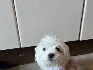 Maltese dogs Bichon mini toy Maltese - Advert 4