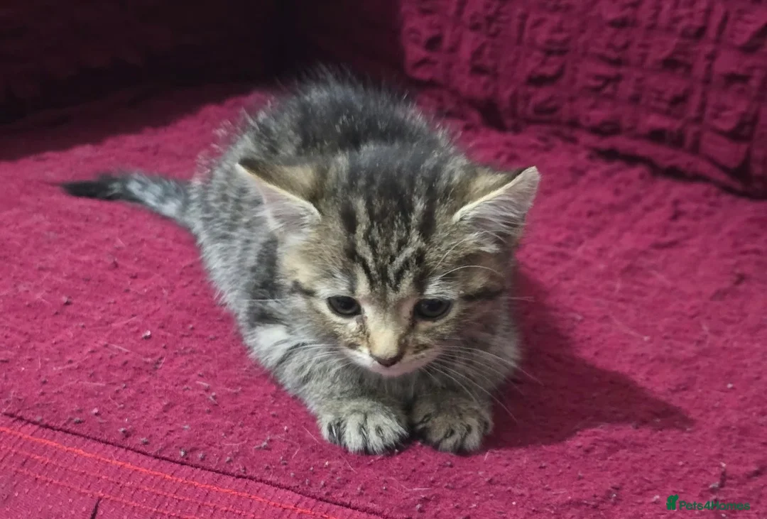Bengal cats for sale: Last bengal mix kitten left  - Advert 9