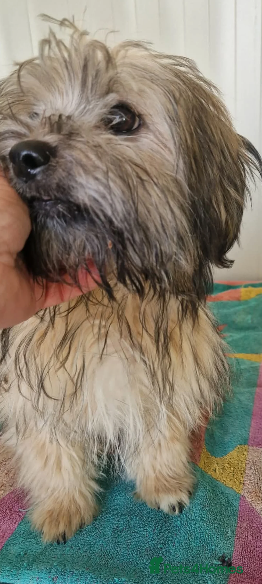 Mixed Breed dogs for adoption: George small shihtz mix 5kg in Nottingham - Advert 2