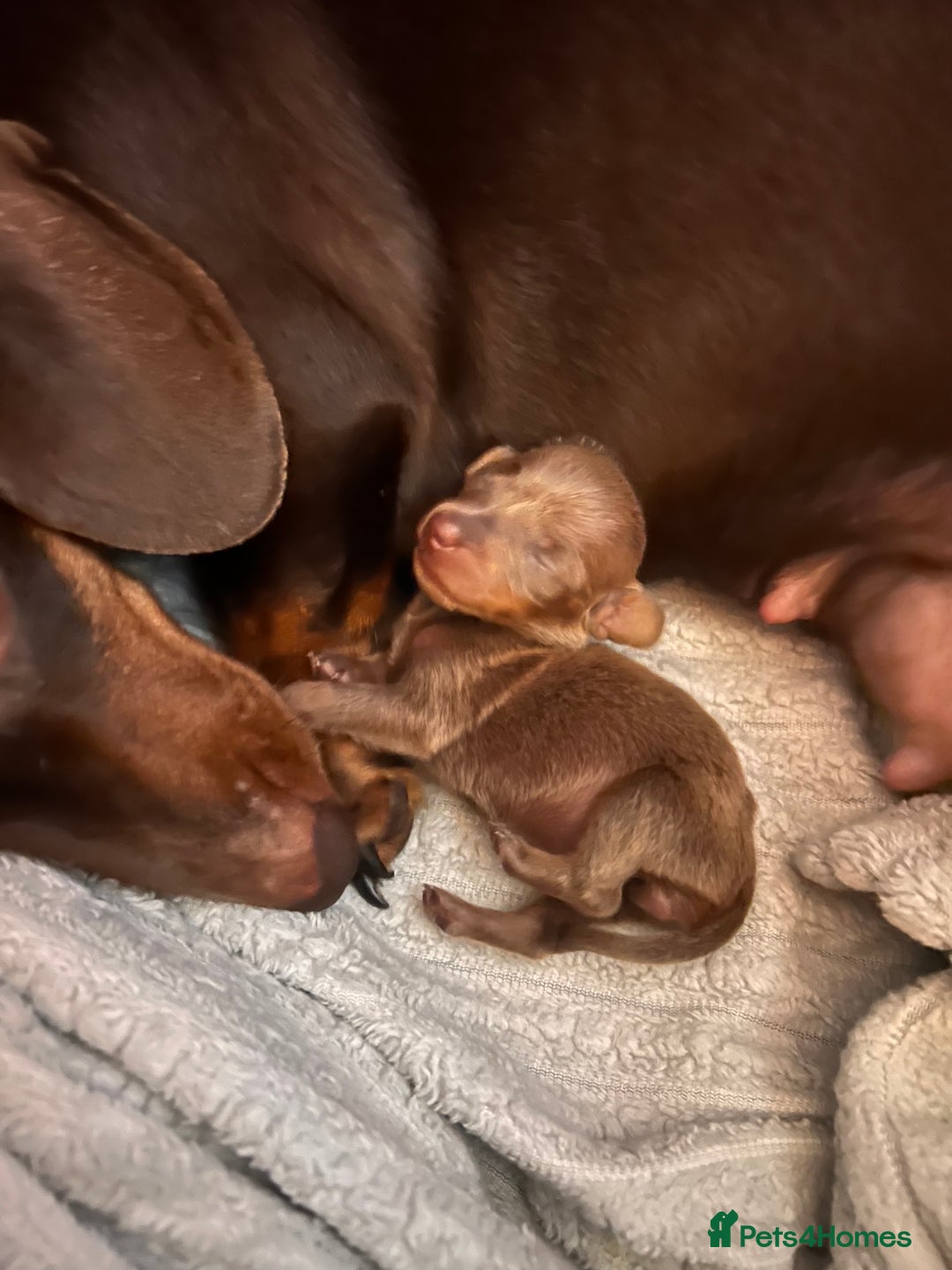 Dachshund dogs for sale: Isabella  - Advert 4