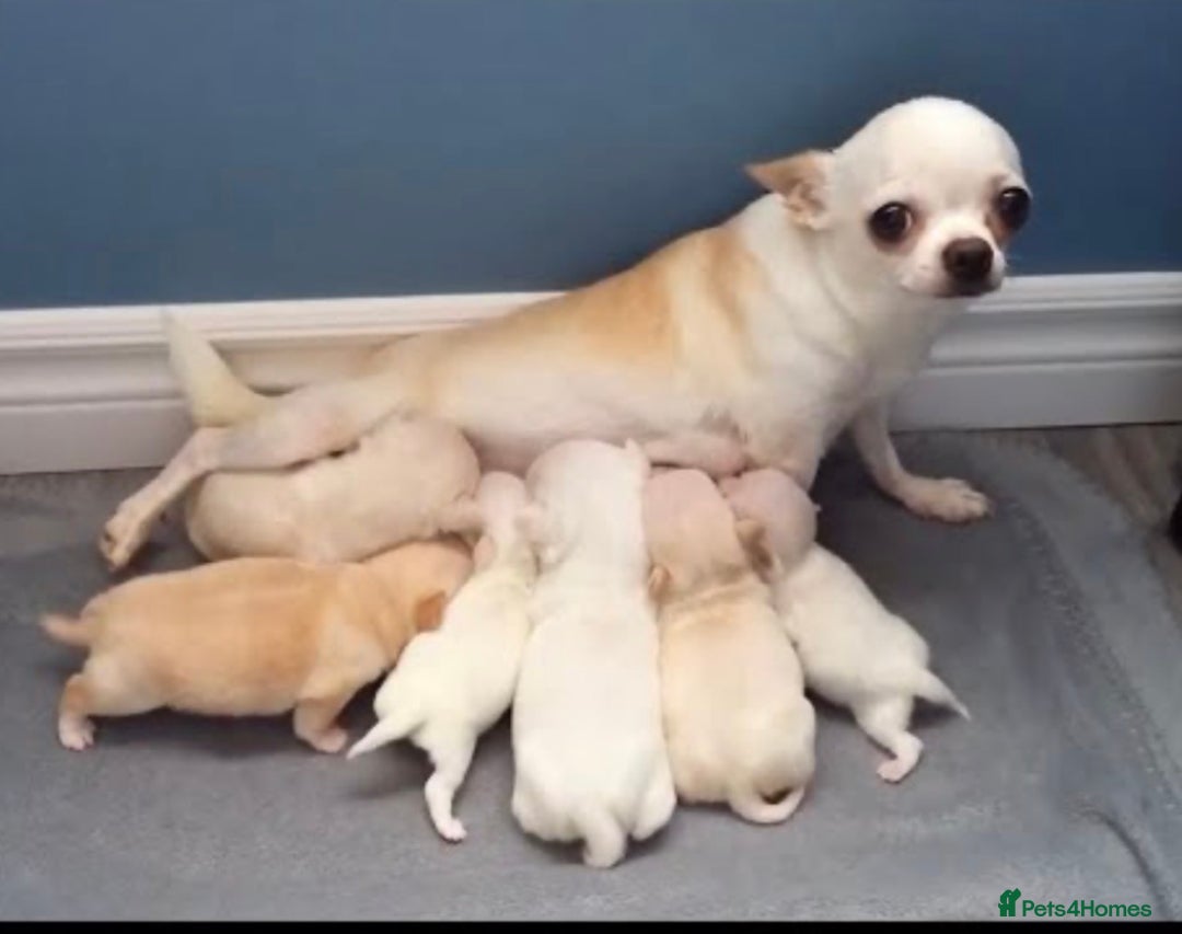 Chihuahua dogs for sale: Russian chihuahua - Advert 3