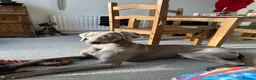 Weimaraner dogs for stud:  Stud looking for love! in Grimsby - Advert 3