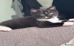 British Shorthair cats for sale: Last one left grey and white female  - Image 9