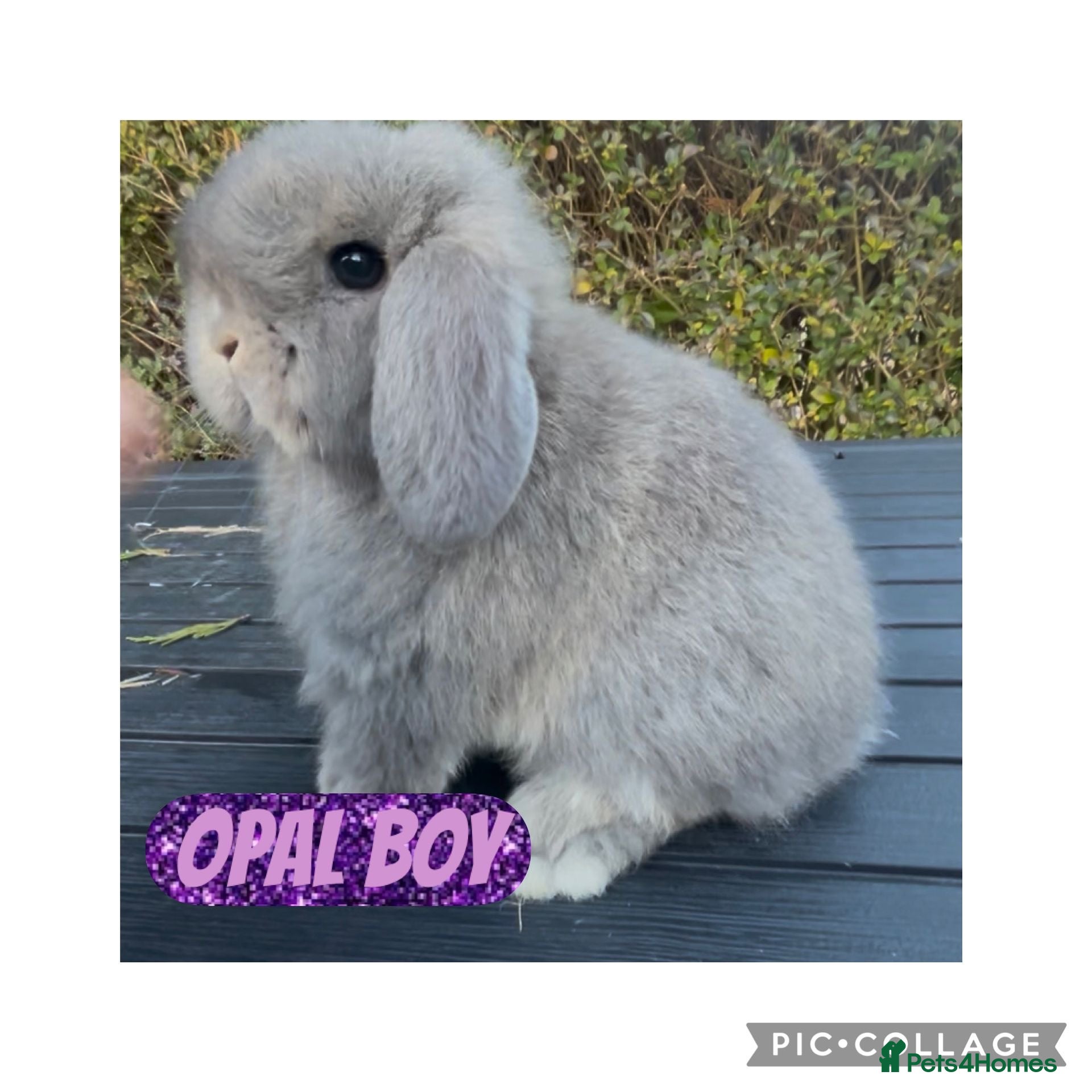 Mini Lop rabbits PEDIGREE MINI LOP BABIES READY TO LEAVE NOW  - Advert 15