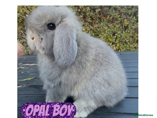 Mini Lop rabbits PEDIGREE MINI LOP BABIES READY TO LEAVE NOW - Advert 15