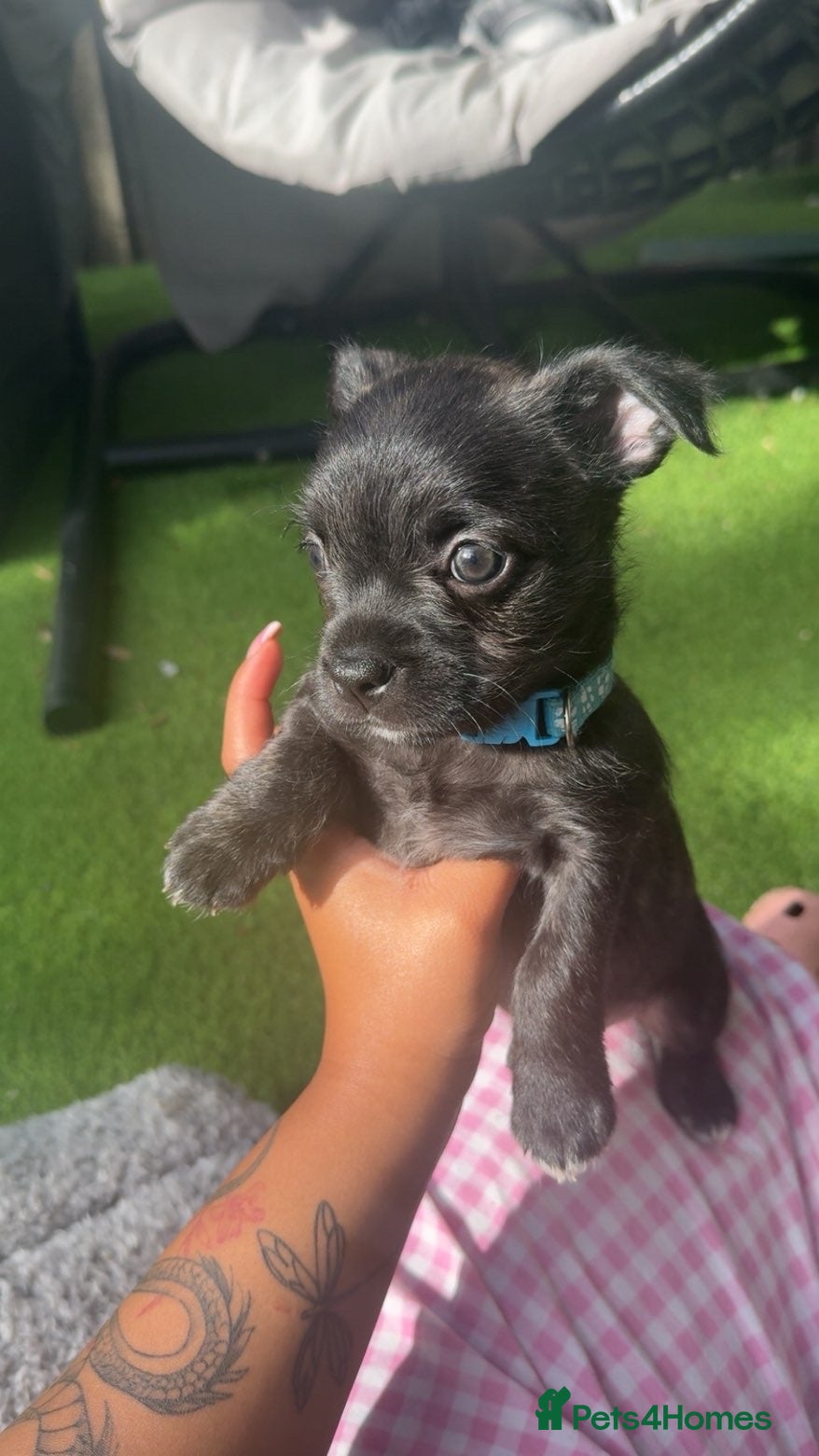 Mixed Breed dogs Two female puppies for sale  - Advert 12