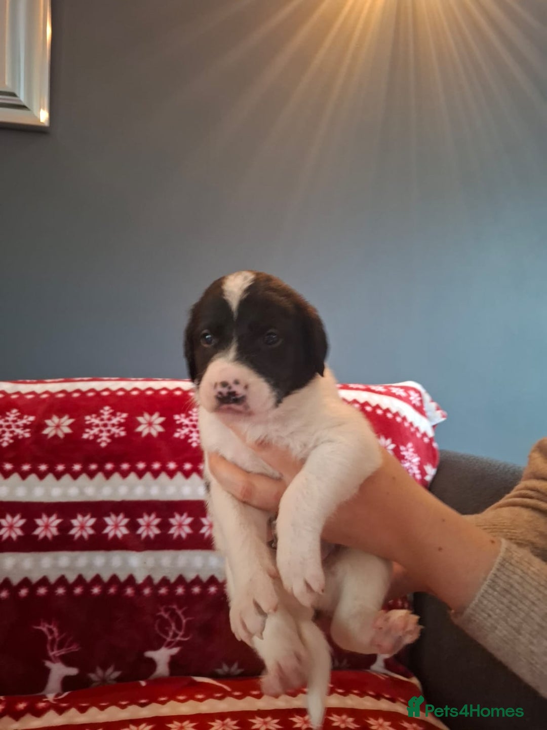 Mixed Breed dogs for sale: Lurcher x standard poodle  - Advert 3