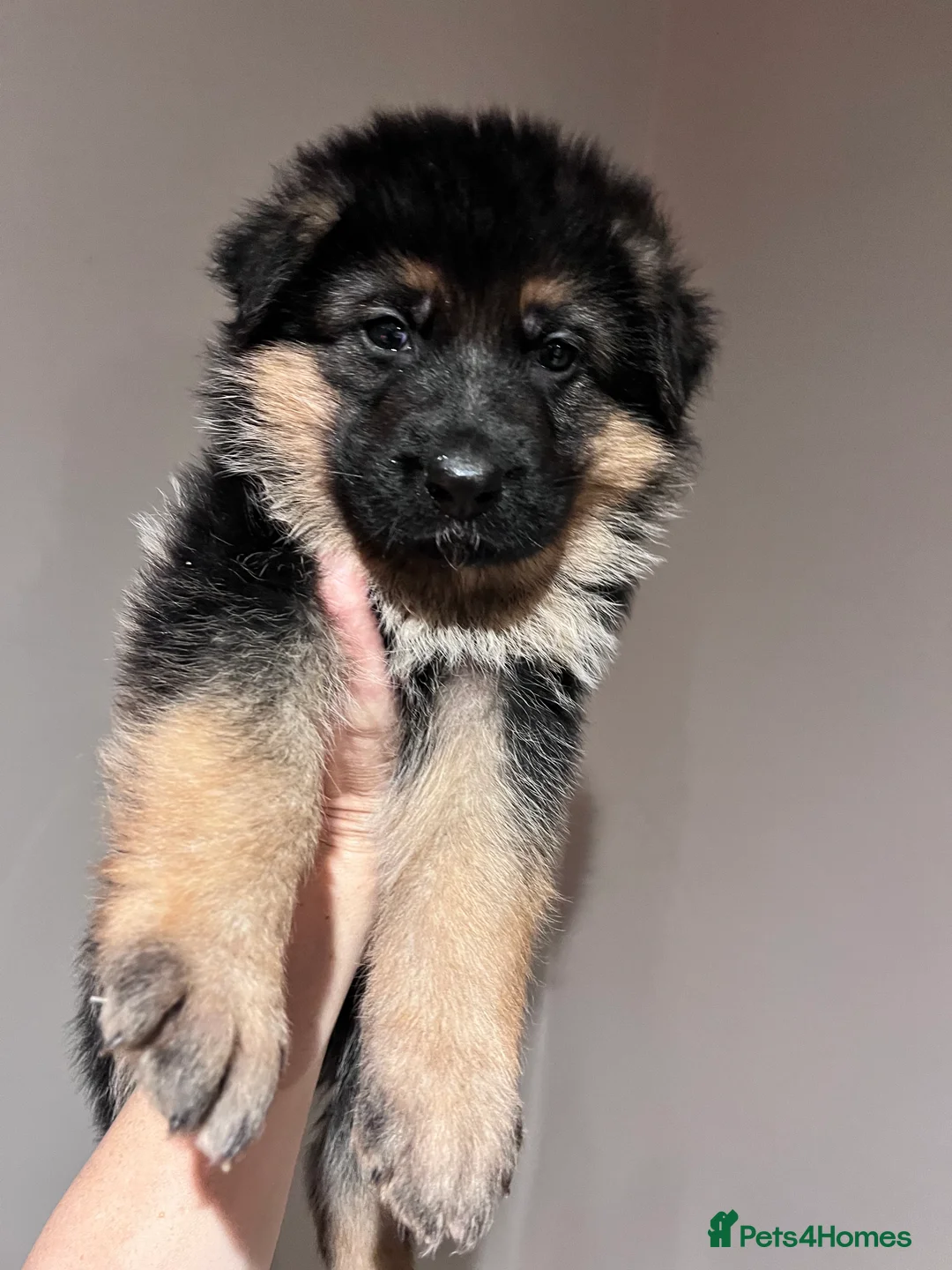 German Shepherd dogs for sale: Beautiful KC reg German Shepherd puppies for sale  - Advert 11