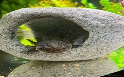 Axolotl reptiles for sale: Cute Axalotl - Image 3