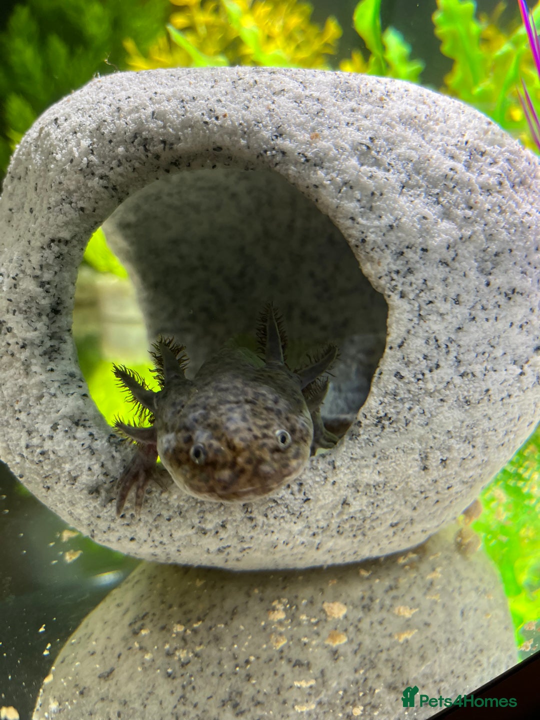 Axolotl reptiles for sale: Cute Axalotl - Image 3