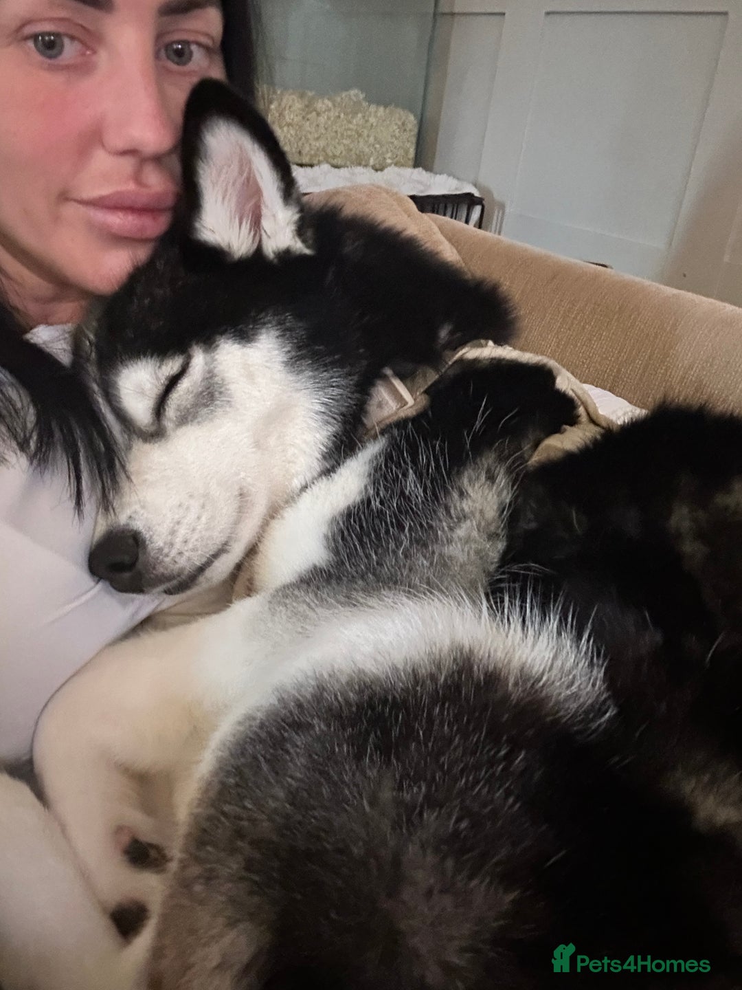 Pomsky dogs for sale: Beautiful pomsky - Image 6