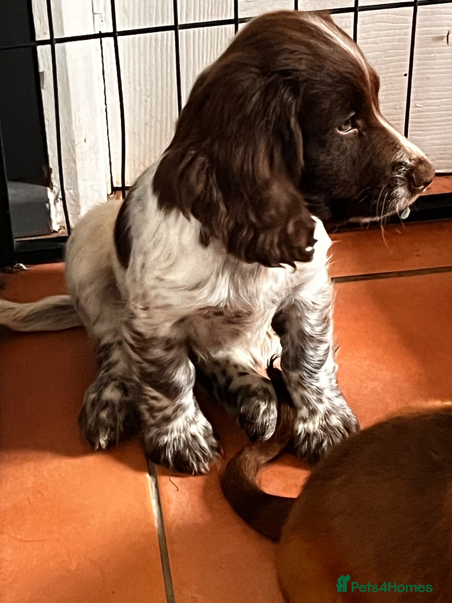 Cocker Spaniel dogs 2 Beautiful girls left! Ready to leave - Advert 2