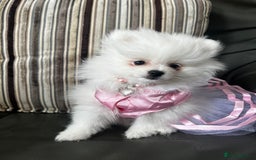 Pomeranian dogs for sale: Tiny Pomeranian Girl Puppy READY NOW - Image 4