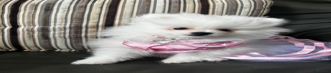 Peppa