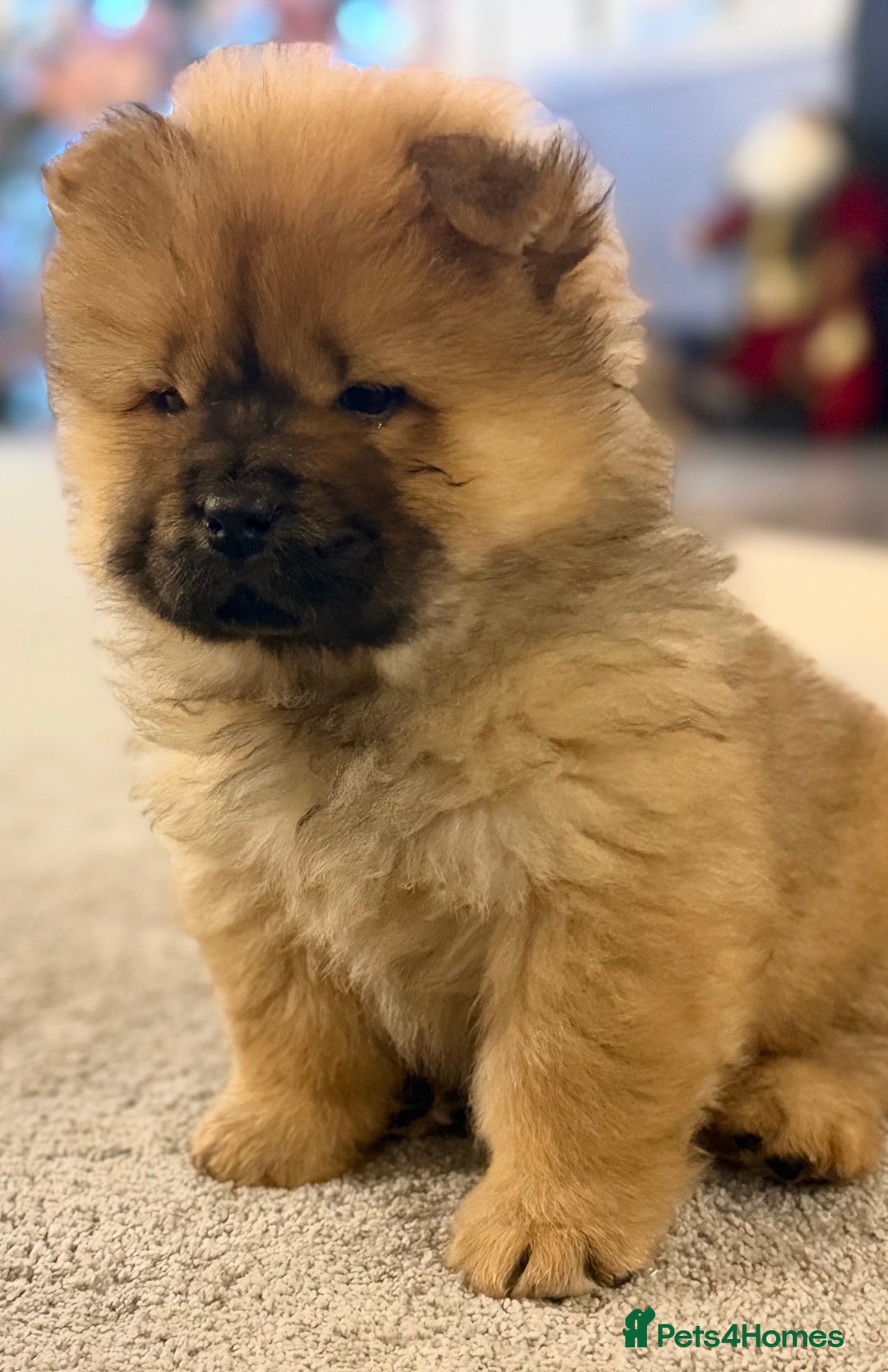 Chow Chow dogs for sale: Ready to go to their new homes.  - Advert 13