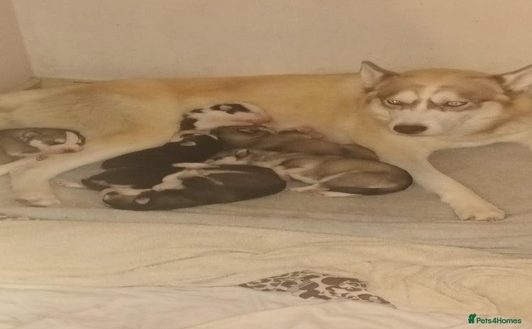 Siberian Husky dogs - Advert 11