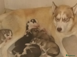 Siberian Husky dogs - Advert 10