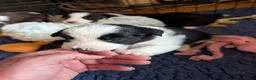Border Collie dogs for sale: Traditional border collie pups. One boy ready now - Advert 8