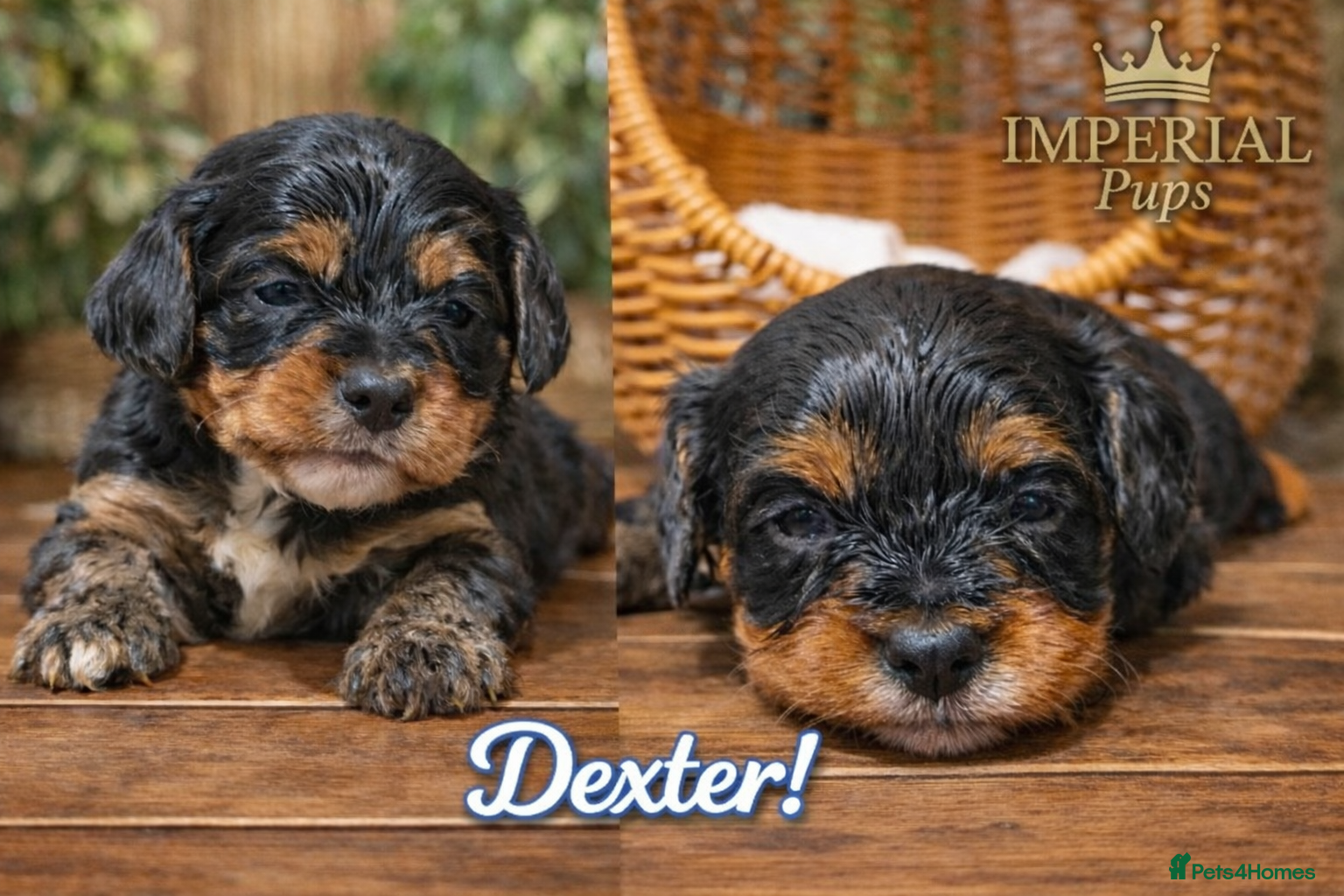 Cavapoo dogs Cavapoo Puppies – Health Tested KC Parents - Advert 2