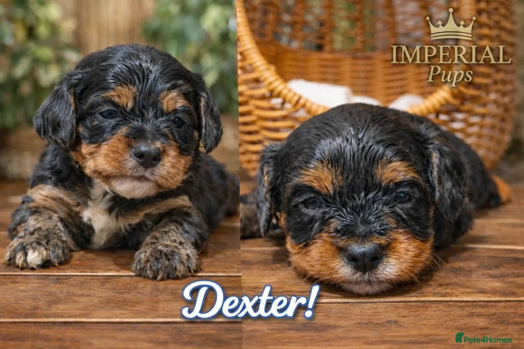 Cavapoo dogs for sale: Cavapoo Puppies – Health Tested KC Parents - Advert 1