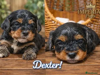 Cavapoo dogs Cavapoo Puppies – Health Tested KC Parents - Advert 2