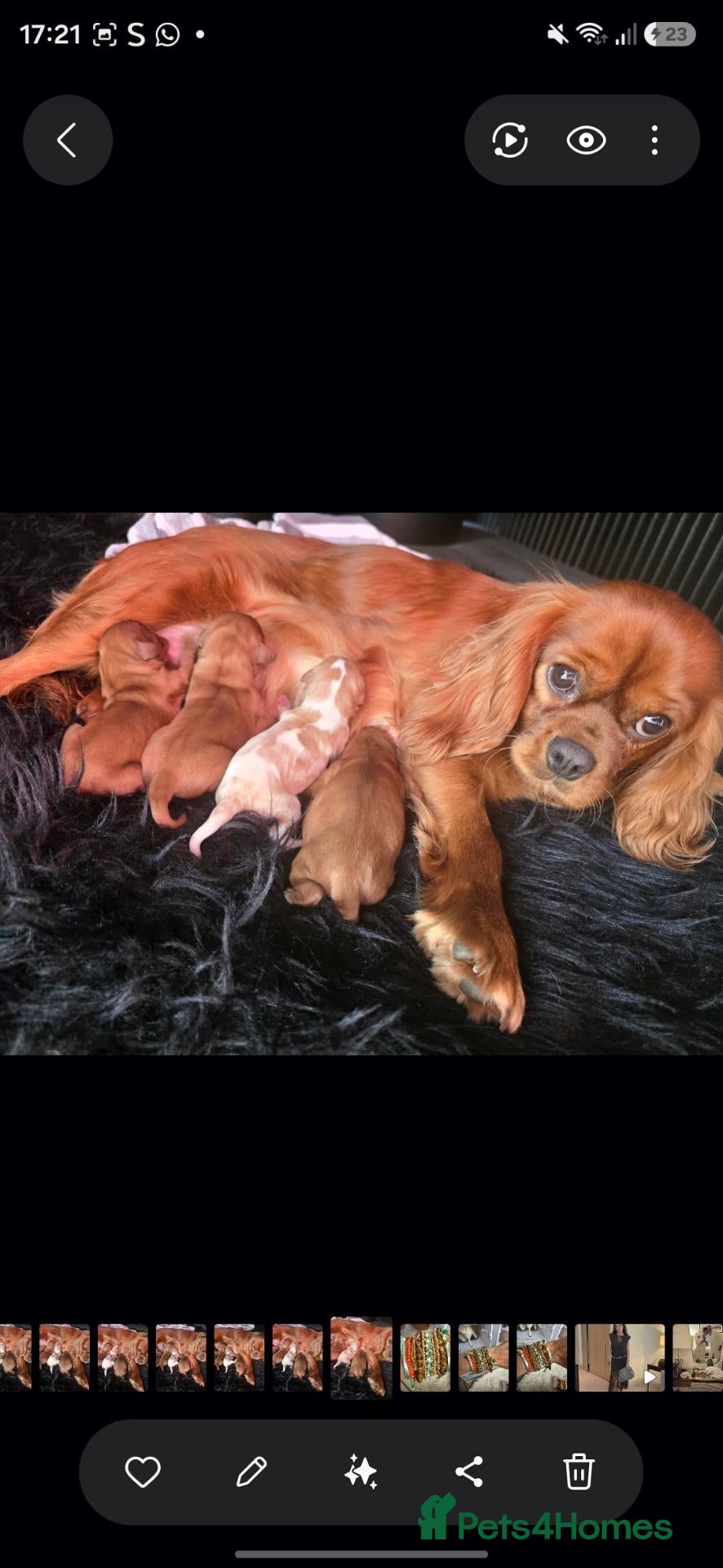 Cavalier King Charles Spaniel dogs Stunning kc reg health tested cavaliers - Advert 2