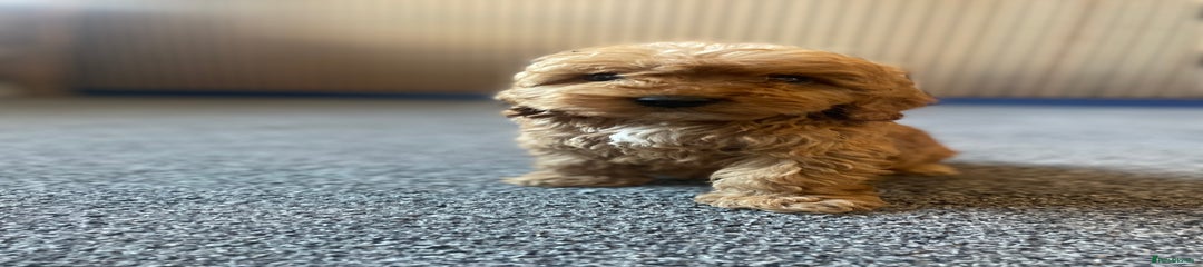 Cockapoo Puppy 1