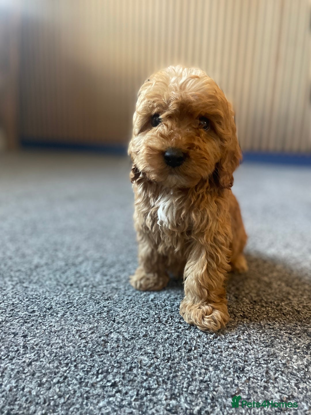 Cockapoo dogs for sale: Cockapoos  - Image 5
