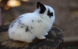 Netherland Dwarf rabbits for sale: Real Netherland Dwarf High Quality Babies  - Image 7