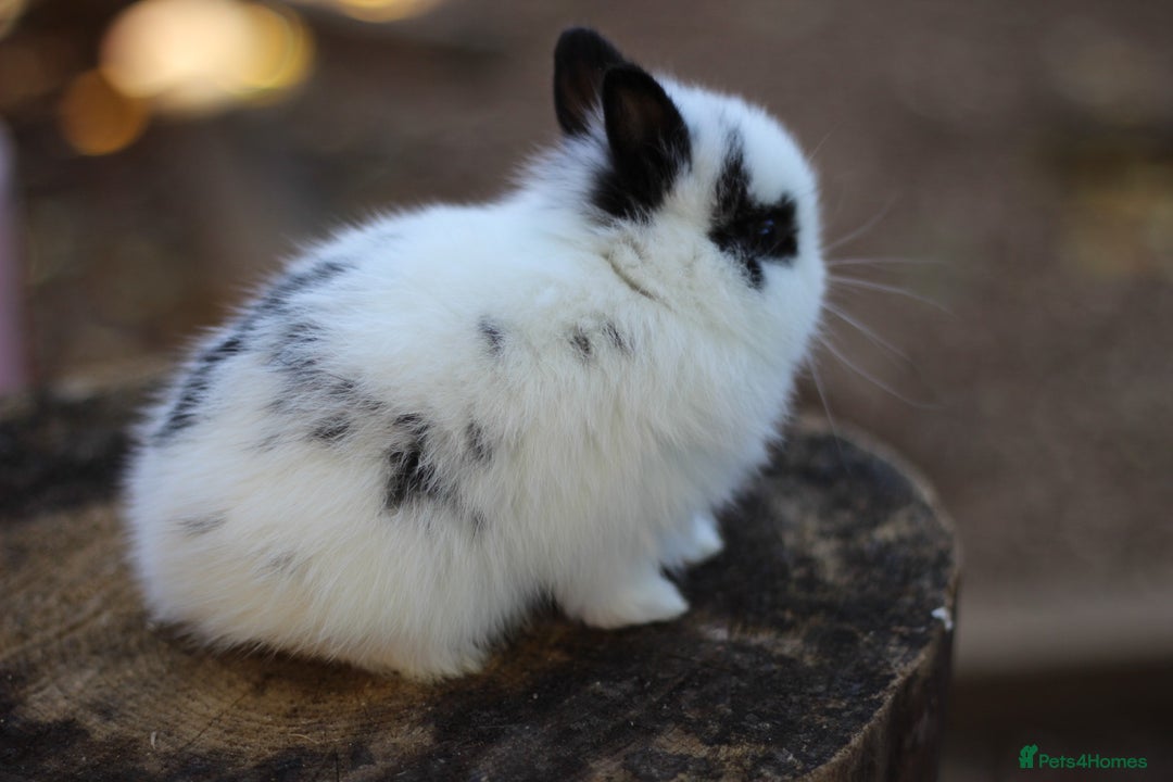 Netherland Dwarf rabbits for sale: Real Netherland Dwarf High Quality Babies  - Image 7