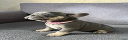 French Bulldog dogs for sale: Adorable French Bulldog Ready for New Homes KC reg - Advert 13