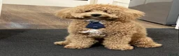 Toy Poodle dogs for sale: Male toy poodle  in Glasgow - Advert 3