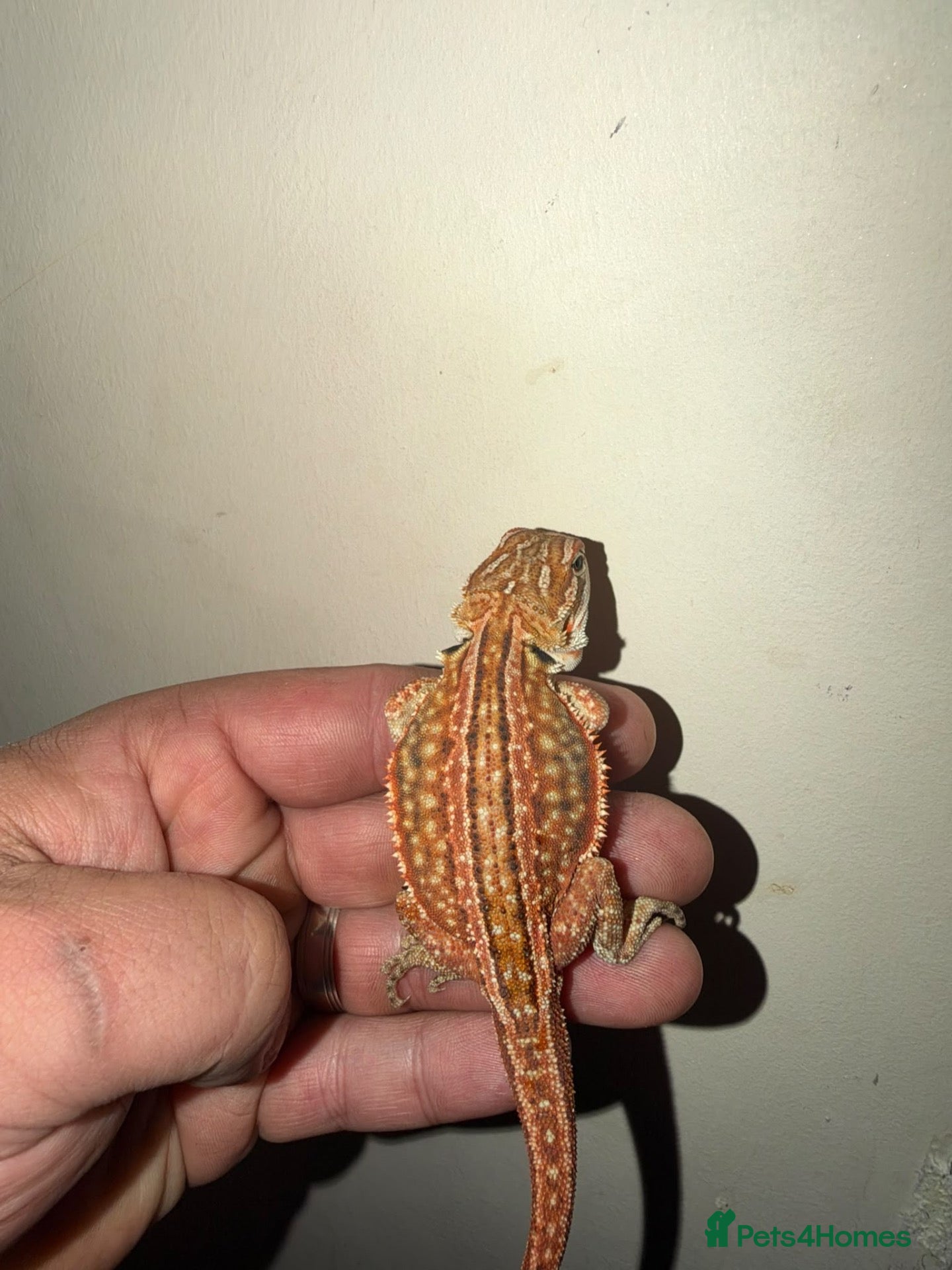 Bearded Dragon reptiles for sale: Very friendly dragons - Advert 1