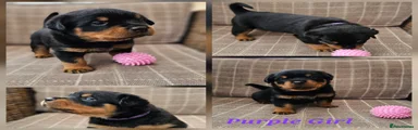 Purple Girl