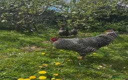 Chickens poultry for sale: Plymouth Rock cockerel free - Image 1