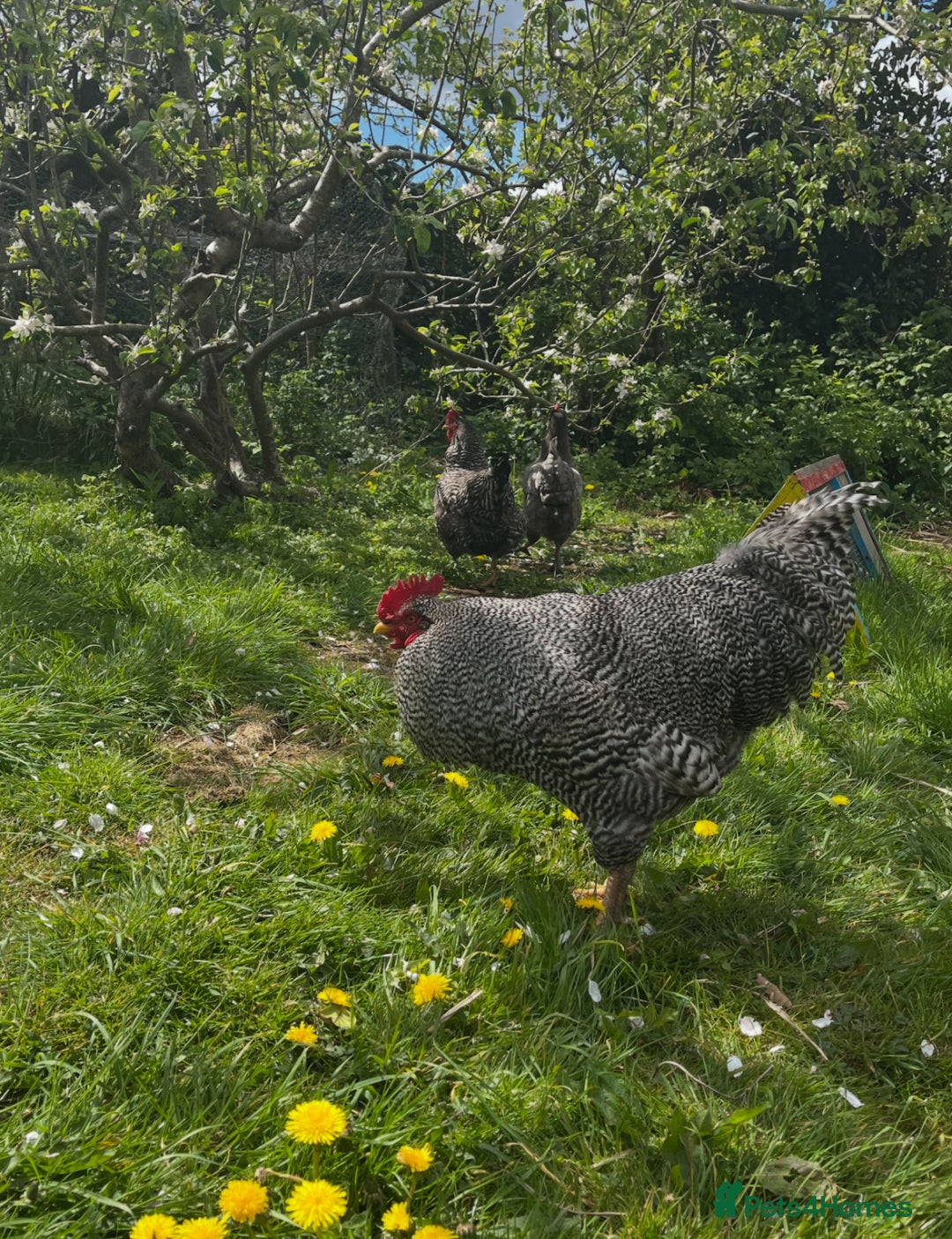 Chickens poultry for sale: Plymouth Rock cockerel free - Image 1