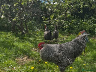 Chickens poultry - Advert 7