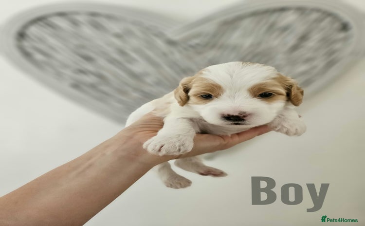 Mixed Breed dogs - Advert 8