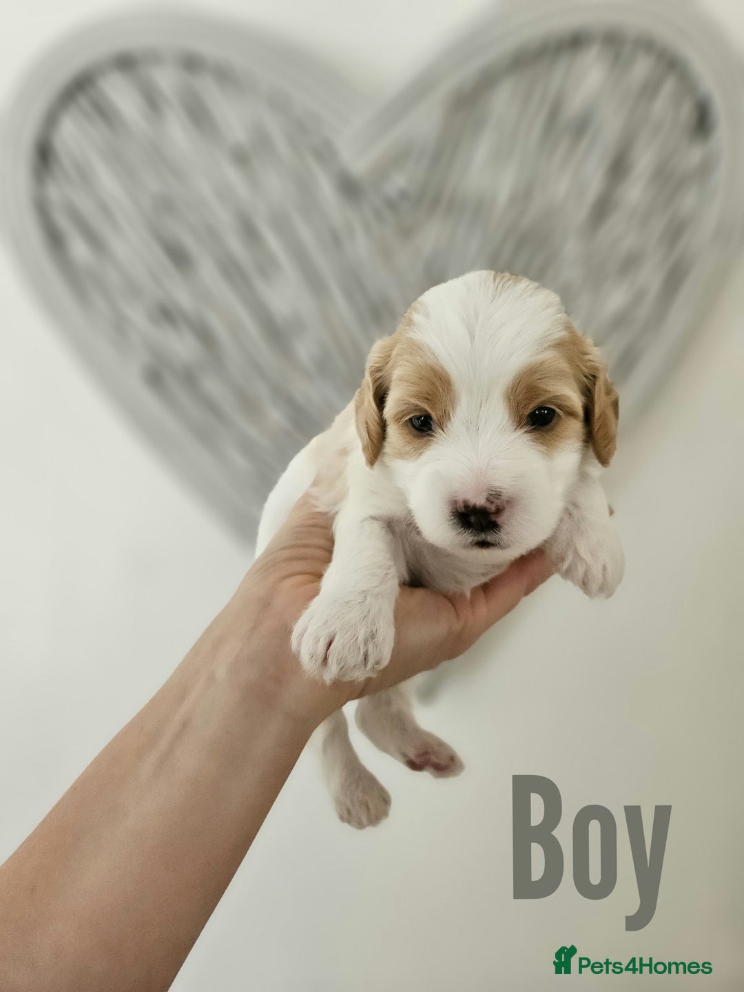 Mixed Breed dogs for sale: Cavapoo/Shihpoo mix - Image 1