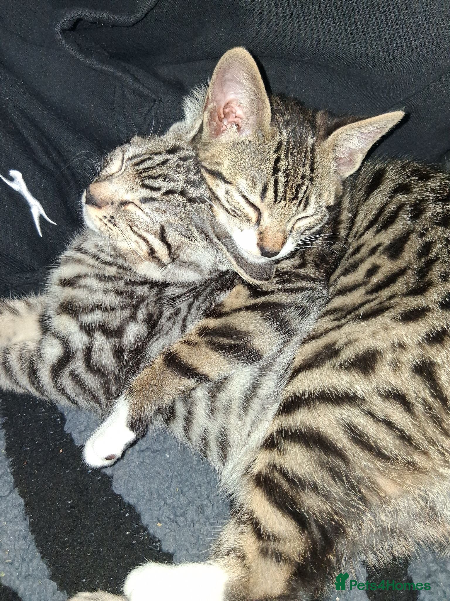 Bengal cats X2 bengal kittens 16 wks - Advert 11