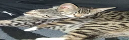Bengal cats for sale: X2 bengal kittens 16 wks - Advert 6