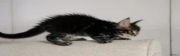 Maine Coon cats for sale: 5 Beautiful Russian Import Kittens TICA - Advert 13
