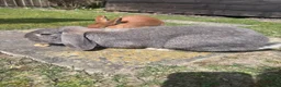 Mixed Breed rabbits for sale: 2 beautiful rabbits  in Portsmouth - Advert 3
