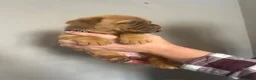 Dogue De Bordeaux dogs for sale: Dogue de Bordeaux pups in Croydon - Advert 24