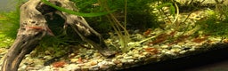 Shrimps fish for sale: Cherry shrimp (Neocaridina) - Advert 2