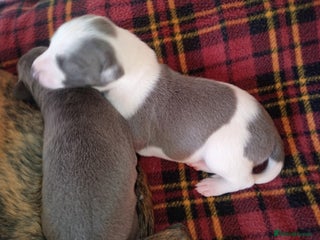 Whippet dogs REDEVELYN WHIPPET'S GLOUCESTER, 1 BOY AVAILABLE. - Advert 4