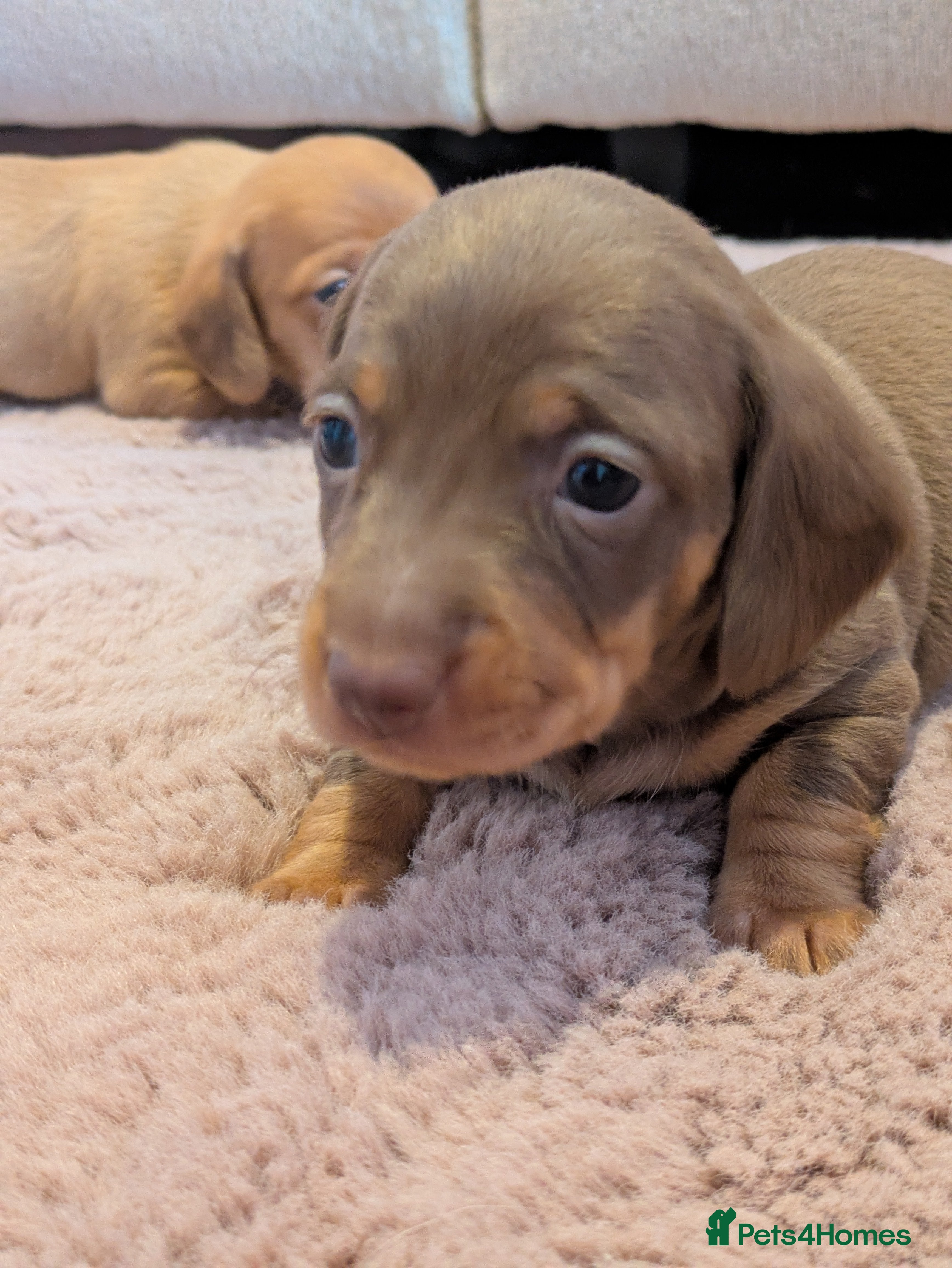Miniature Dachshund dogs Miniature dashund puppies reserving now  - Advert 12
